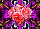 Link: Computerkunst  >>Digitale Blumentrume<<